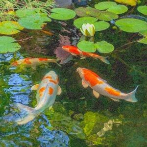 Meet your Posher, Maggie